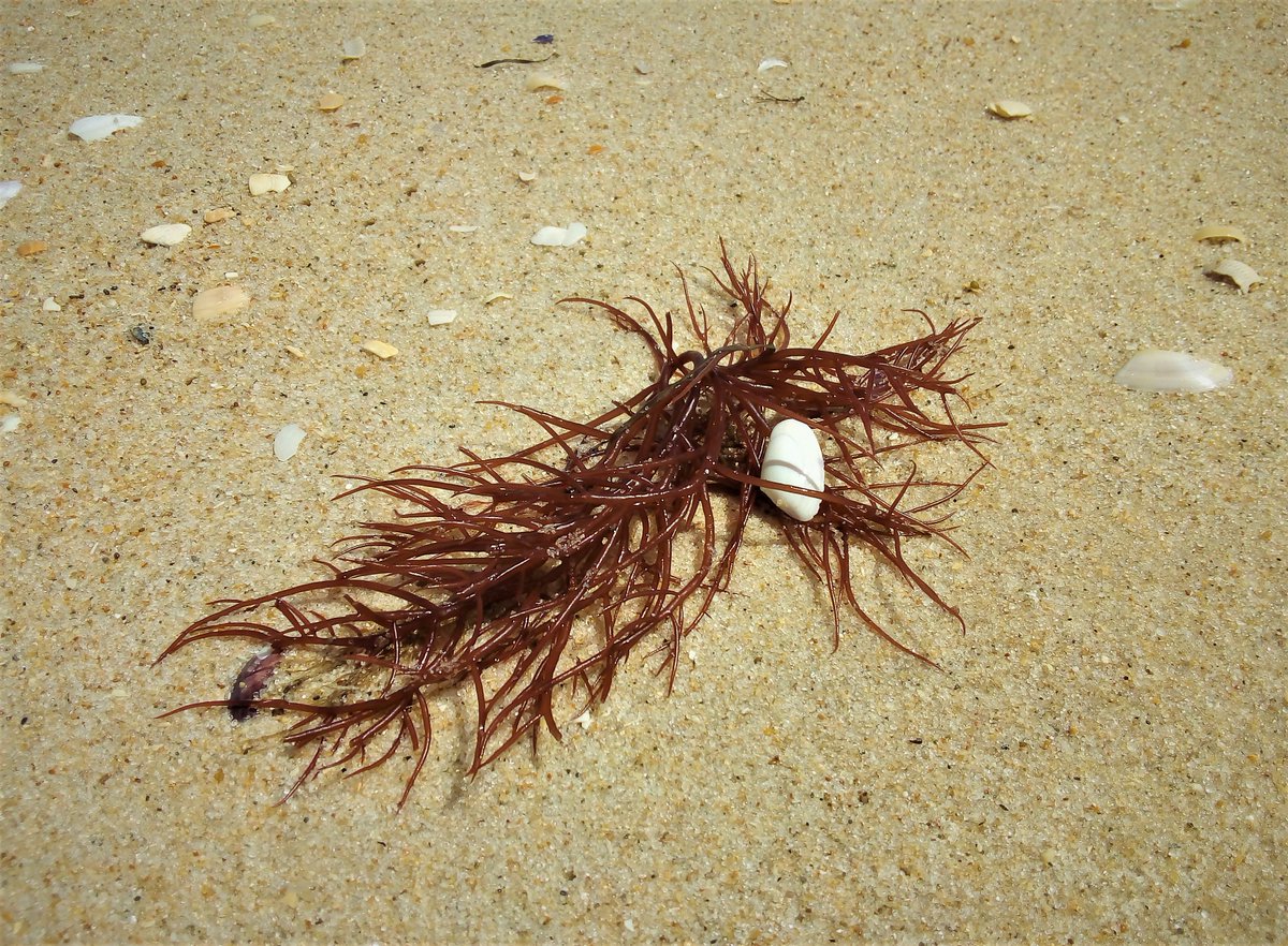 isabelpinheiro's tweet image. Replying to  @DailyPicTheme2 

#Seaweed    #beachvibes