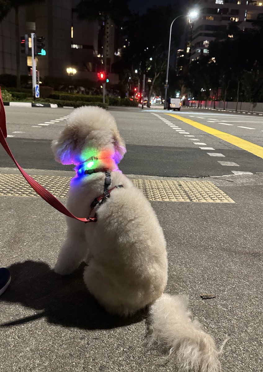 Poppy22082022's tweet photo. 信号待ち🚥 犬と話しかけてくる人がいなければ落ち着いて待てます😅
 #犬見知り  #ゴールデンドゥードル  #goldendoodle https://t.co/Z6werJnobu