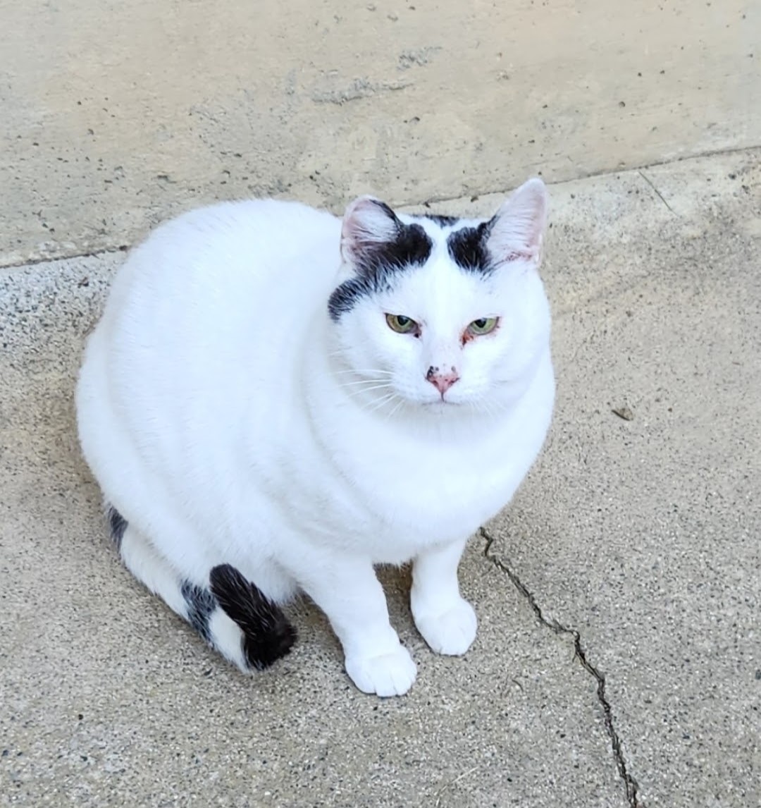 IZB90830214's tweet photo. ２匹の猫を探しています。
無事の情報だけでも知れたら安心できます。
些細な目撃でも構いません。DMお願いします。
#迷子猫 #情報求む #拡散希望 https://t.co/1e5OObEv9x