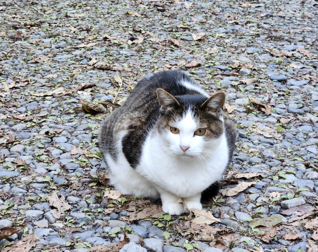 IZB90830214's tweet photo. ２匹の猫を探しています。
無事の情報だけでも知れたら安心できます。
些細な目撃でも構いません。DMお願いします。
#迷子猫 #情報求む #拡散希望 https://t.co/1e5OObEv9x