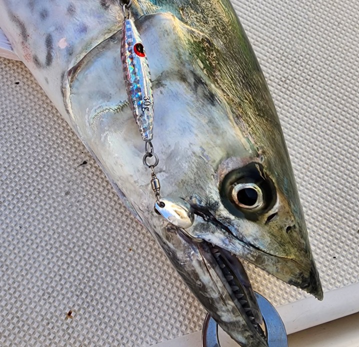 chowari_jp's tweet photo. ◇ポイント2倍◇新たに予約可能な釣り船が増えました！
ALMALE［福岡県　弘漁港］
https://t.co/LMY6VUJbzB

SLJ、タイラバ、ジギングなど。今はBLDサワラがオススメ！

#ALMARE #志賀島 #弘漁港 #サワラ #釣り船 #船釣り #海釣り https://t.co/mnPIncOys1