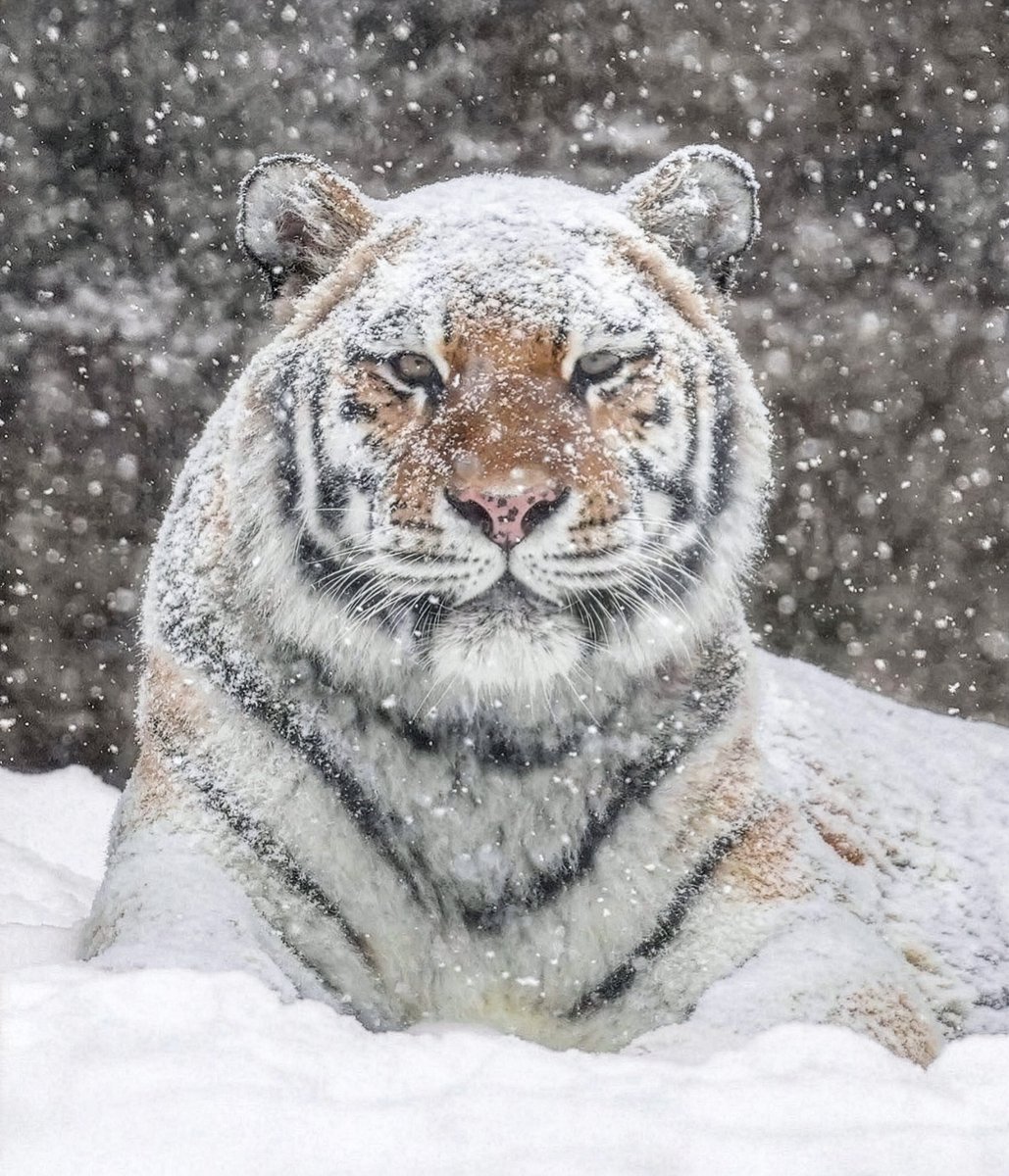 rikunow's tweet image. ホワイトタイガー