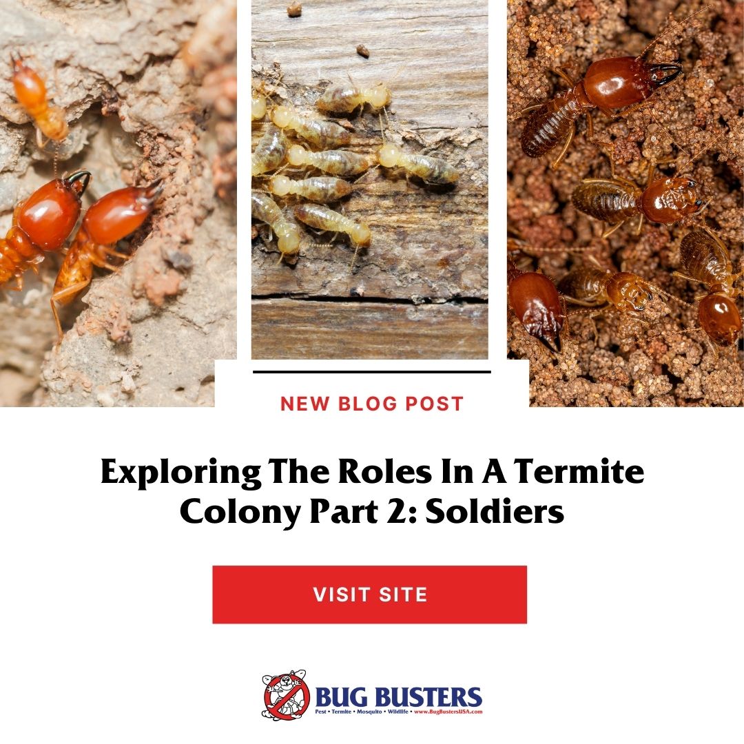 Bug Busters, Inc. tweet media