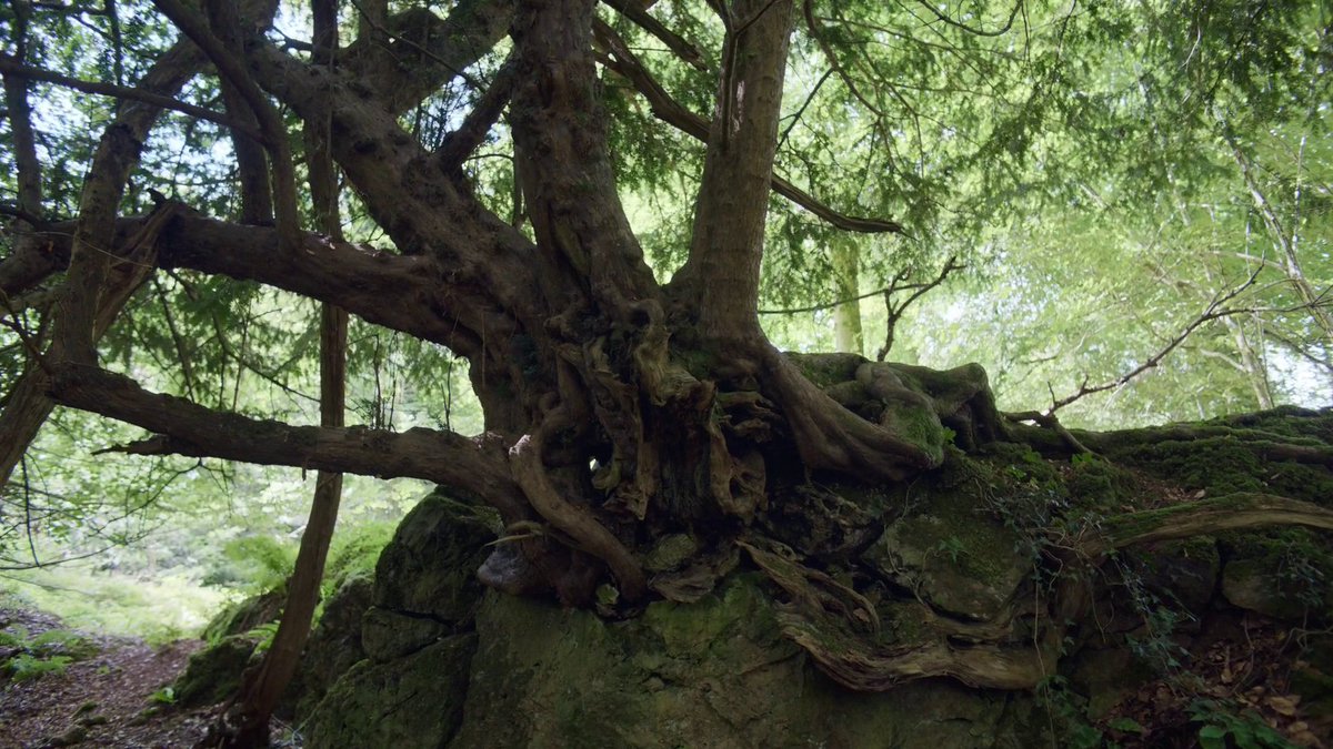 shadowknightdk's tweet image. hamnet (2025) dir. chloe zhao