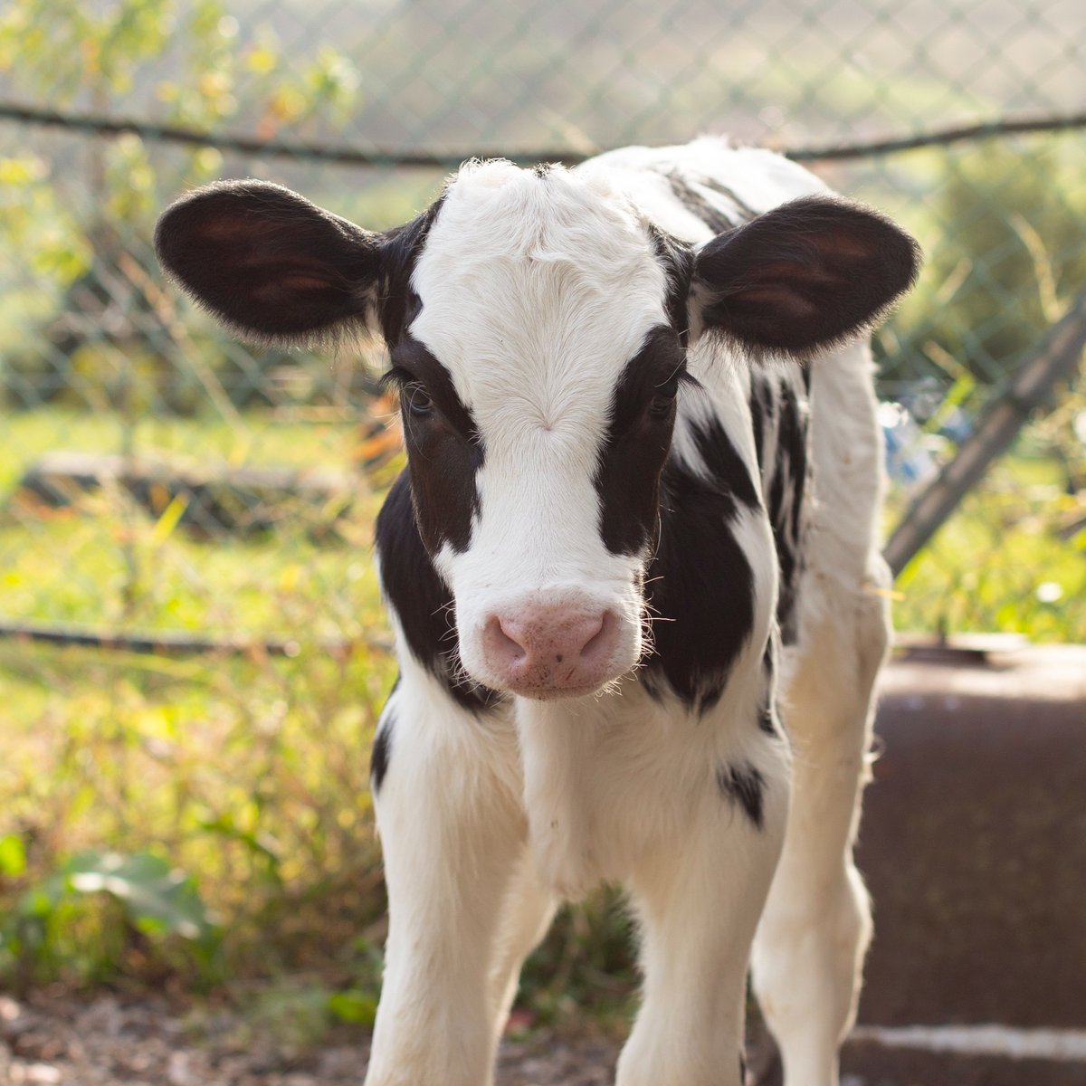AnimalPlanet's tweet image. Soft gaze 🐮

📸: Paula Sierra

#calf #cow #Spain