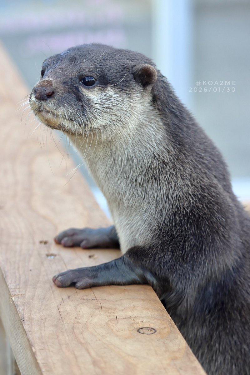 本当に凛々しくなりました‼️ 大切な守るべきカワウソができると変わる