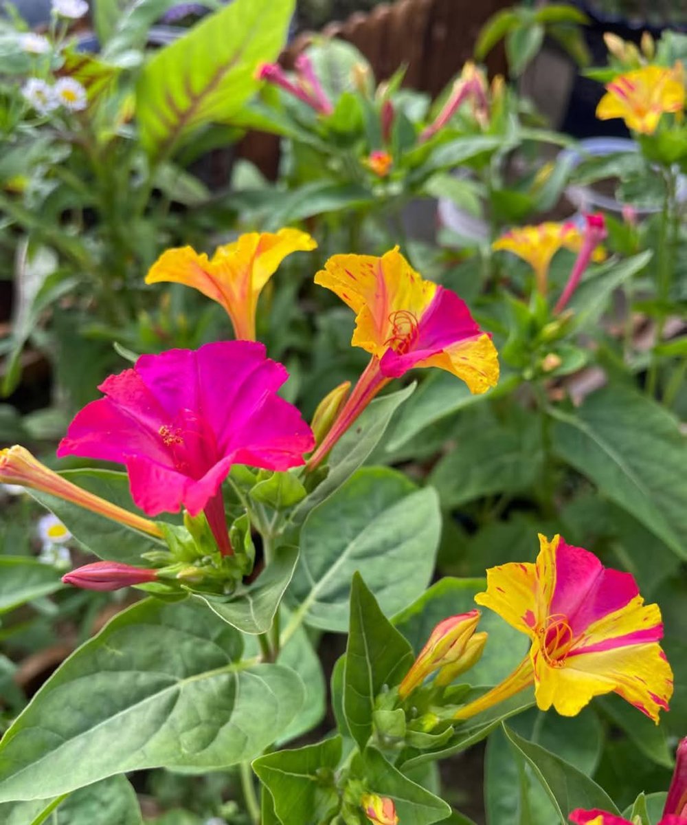 mireya starkenberg tweet media