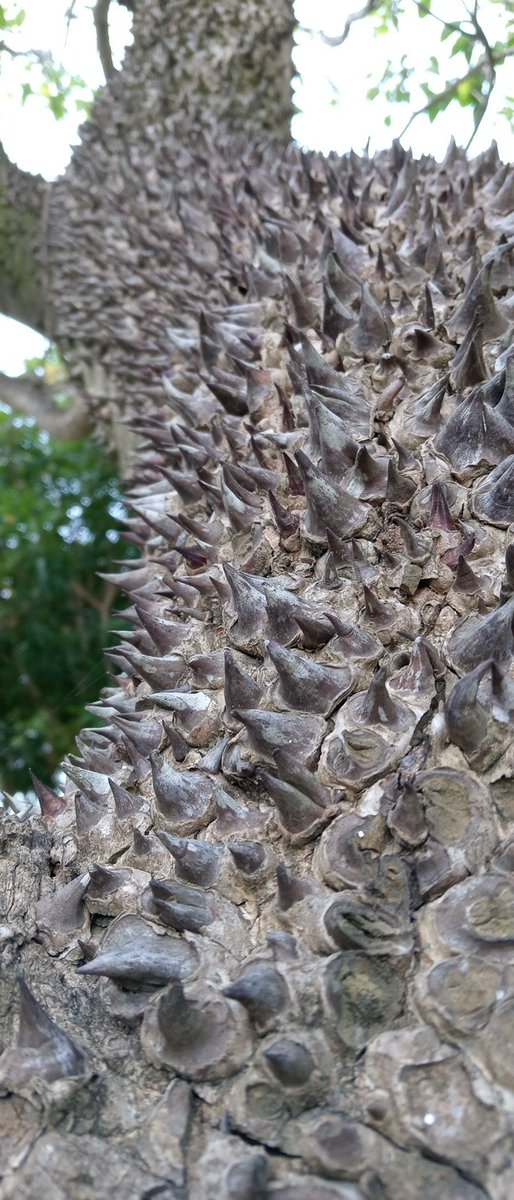 Venky (COMM OPEN) tweet media