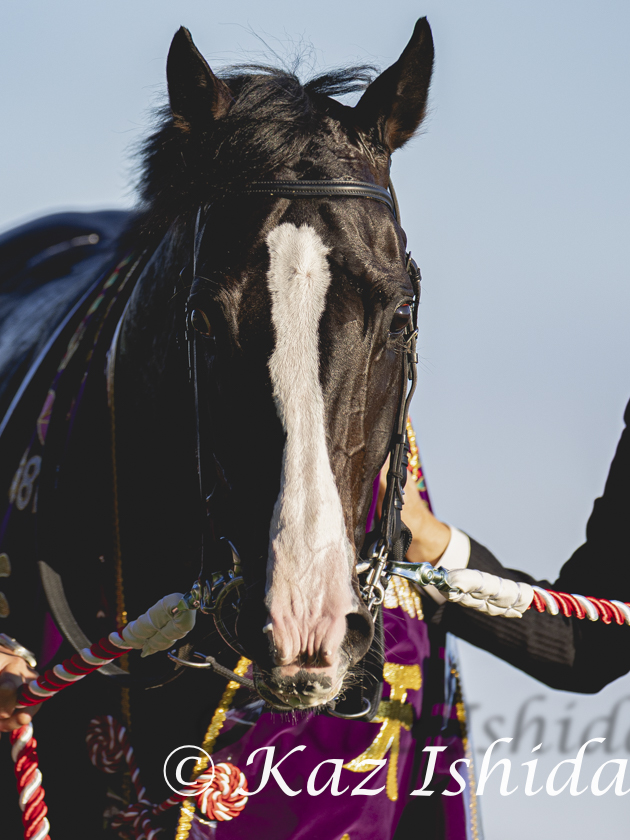 イクイノックス
2019.3.23生まれ

Equinox,a dual JRA Award winner
DOB:MAR 23,2019