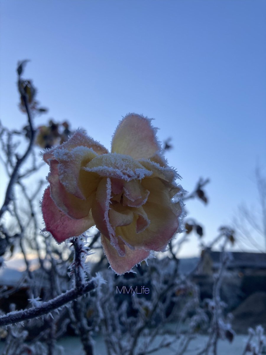 ManuelaMravlak's tweet photo. Frost Enchanted…❄️✨
#NaturePhotography #Austria 🇦🇹
#FrostedRose #RoseWednesday 🌸
@StormHour @ThePhotoHour 🌬️🤍
#WednesdayFeeling #WednesdayBlue 🩵 https://t.co/rluW1A52rE