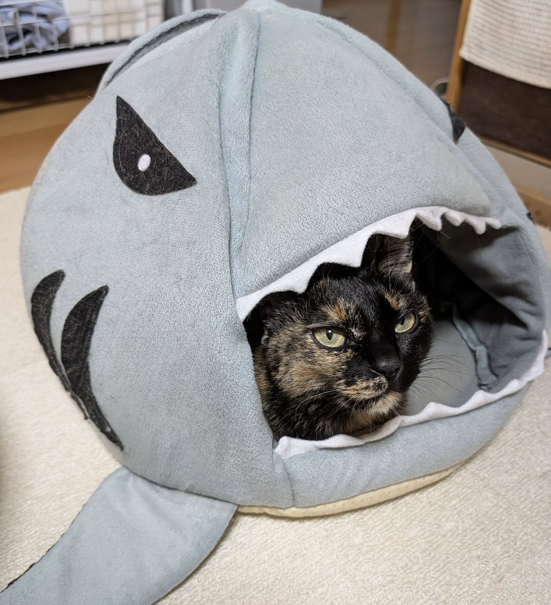 さびニャンズ (@sabinekonyans) / Posts / X