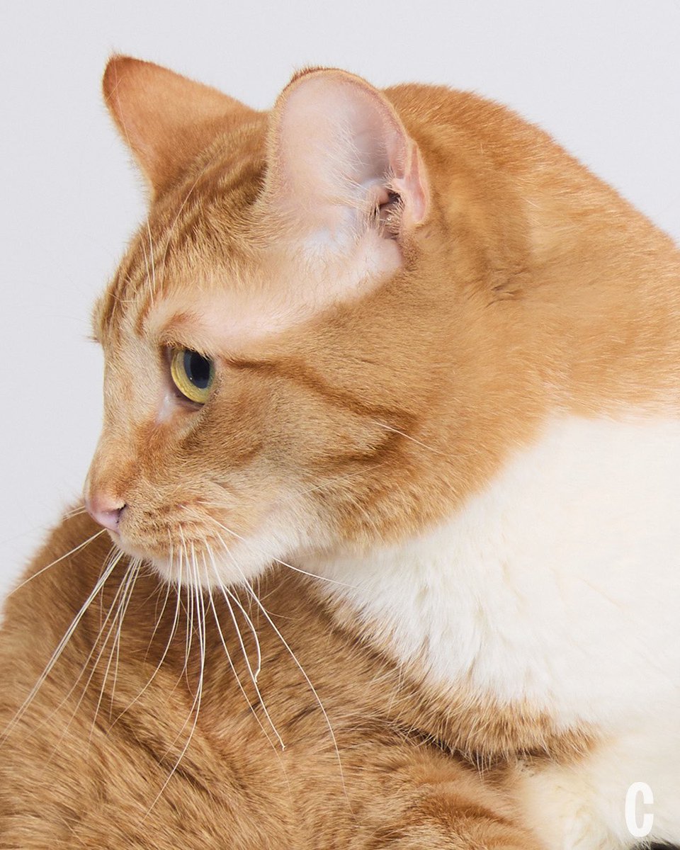 Myrtle + Me for <a href="/Cosmopolitan/">Cosmopolitan</a> ≽^•⩊•^≼