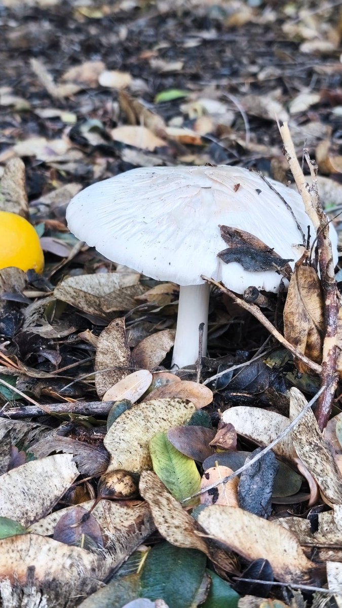 MeteOrihuela's tweet image. "Las puertas del Atlántico siguen abiertas de par en par". Esta mañana (04/02/2026), Huerta de #Orihuela (#Alicante) tras caer 10 l/m² en lo que va de día. Los frentes llegan más activos de lo normal al Mediterráneo por el aporte de humedad subtropical. Imágenes: José M. Jiménez.