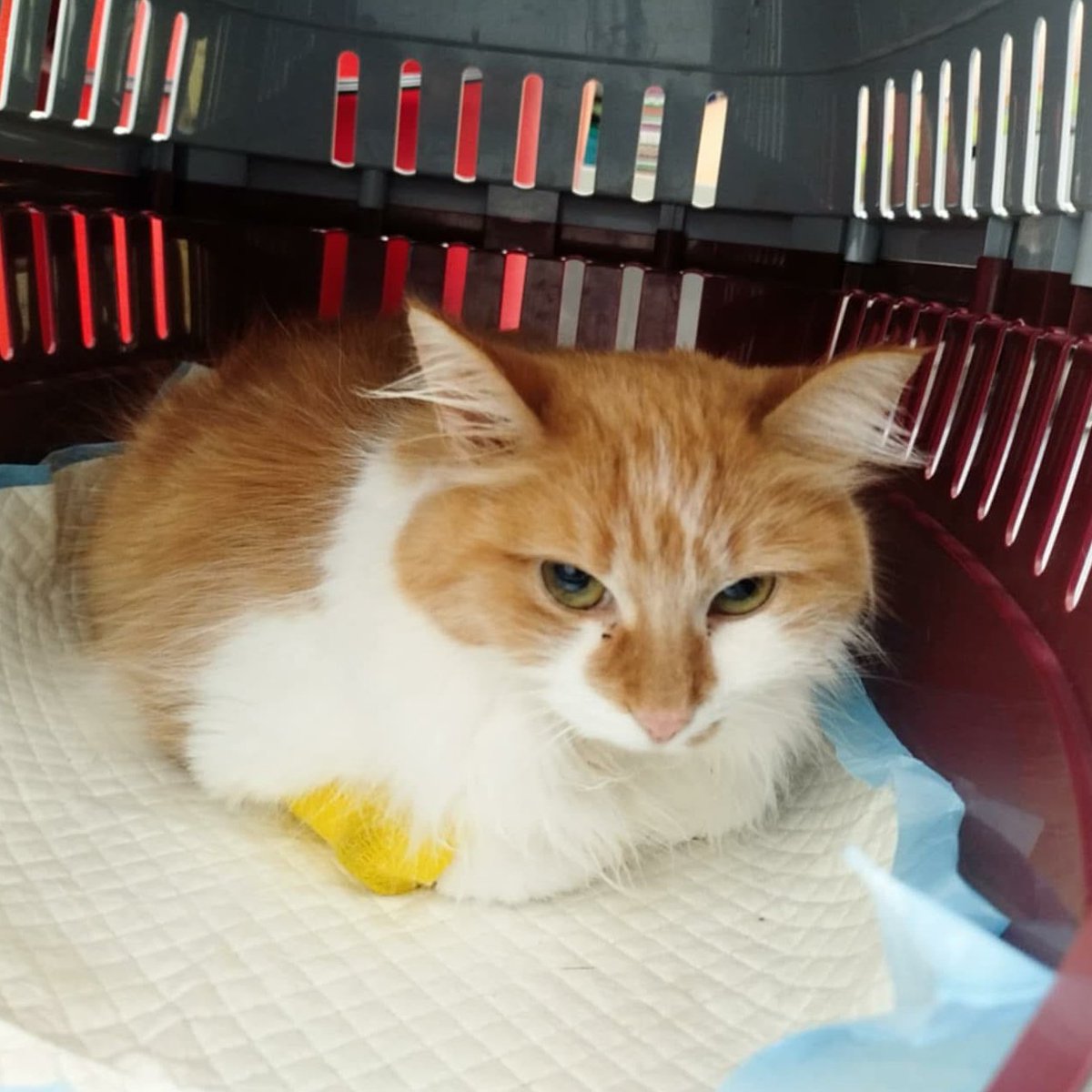 Nie proszę o wpłaty.
Proszę tylko o klik „podaj dalej” — to naprawdę może uratować życie.

Była bezdomna. Pokonała panleukopenię. Znalazła dom.
Kiedy choroba wróciła, została oddana.

Teraz walczy z FIP.
Ona już tyle przeszła…

pomagam.pl/dlaarizony