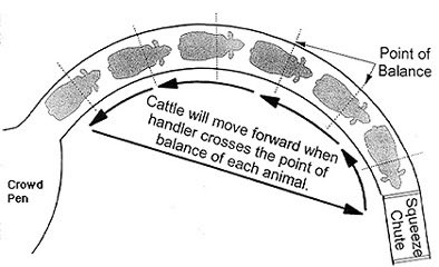 Central Sandhills Beef Educator tweet media