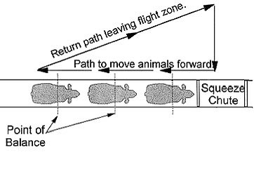 Central Sandhills Beef Educator tweet media