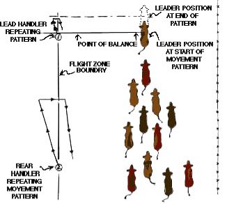 Central Sandhills Beef Educator tweet media