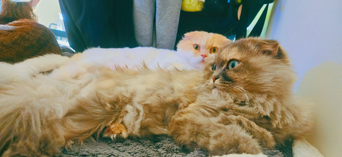 용이와 별이와 겨울 tweet media