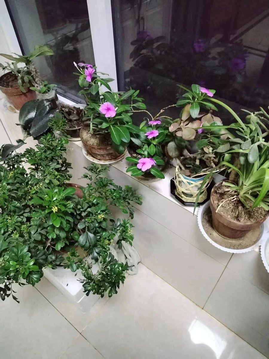 花香水