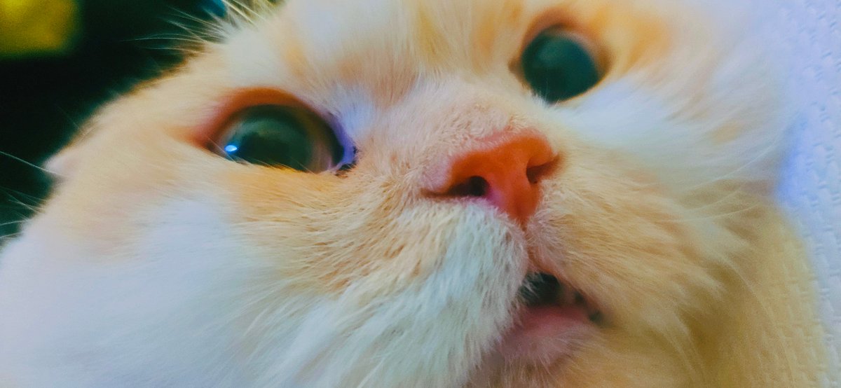 용이와 별이와 겨울 tweet media