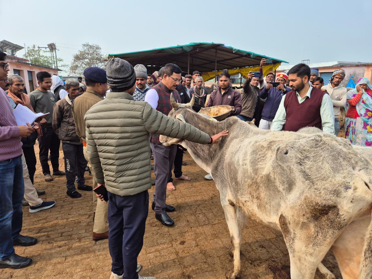 जिलाधिकारी राजेश कुमार पाण्डेय व पुलिस अधीक्षक डॉ. दुर्गेश कुमार द्वारा  बबीना/कदौरा स्थित कान्हा गौशालाओं का स्थलीय निरीक्षण कर संरक्षित गौवंशों को मानक के अनुसार भूसा, हरा चारा, चोकर/खरी साफ-सफाई व सर्दी से बचाव हेतु तिरपाल अलाव इत्यादि व्यवस्थाओं की वास्तविक स्थिति का जायजा