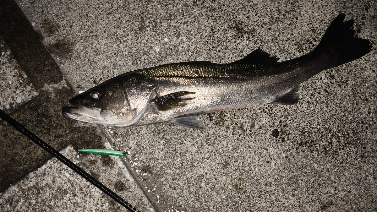 橘井茜@釣りする人 tweet media