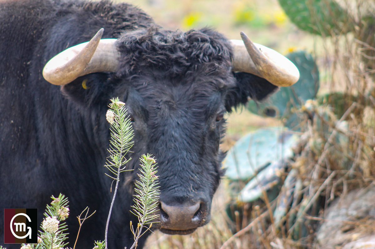El querido viejo del campo. #lavidadeltoroenelcampo