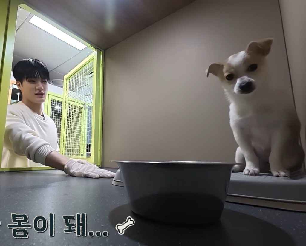 najaeispua's tweet image. เอนดูมากอะ5555555555555555555 เจโน่พยยเล่นกับน้องทาแรแต่น้องทะแรขี้กลัวมากนั่งจ้องกล้องไม่อะไรกับใคร ไม่อะไรกับเจโน่ด้วย เฮ้ว555555555