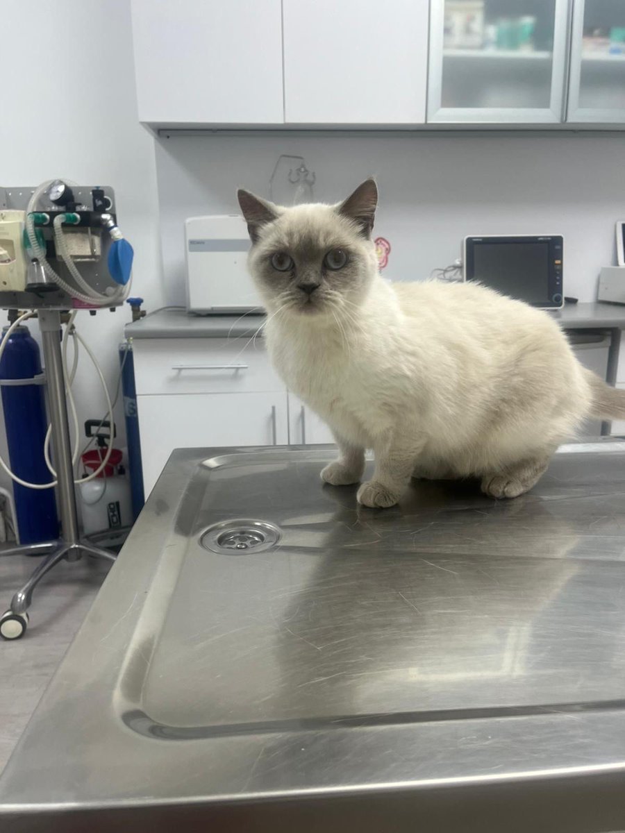 rumeysabus's tweet photo. @ikid9ksand9kuz @pintipanda Gayet iyi veterinere götürmüş bulan kişiler orada çipi okununca aradılar  😌🙏🏻 https://t.co/kSjVTlEMHe