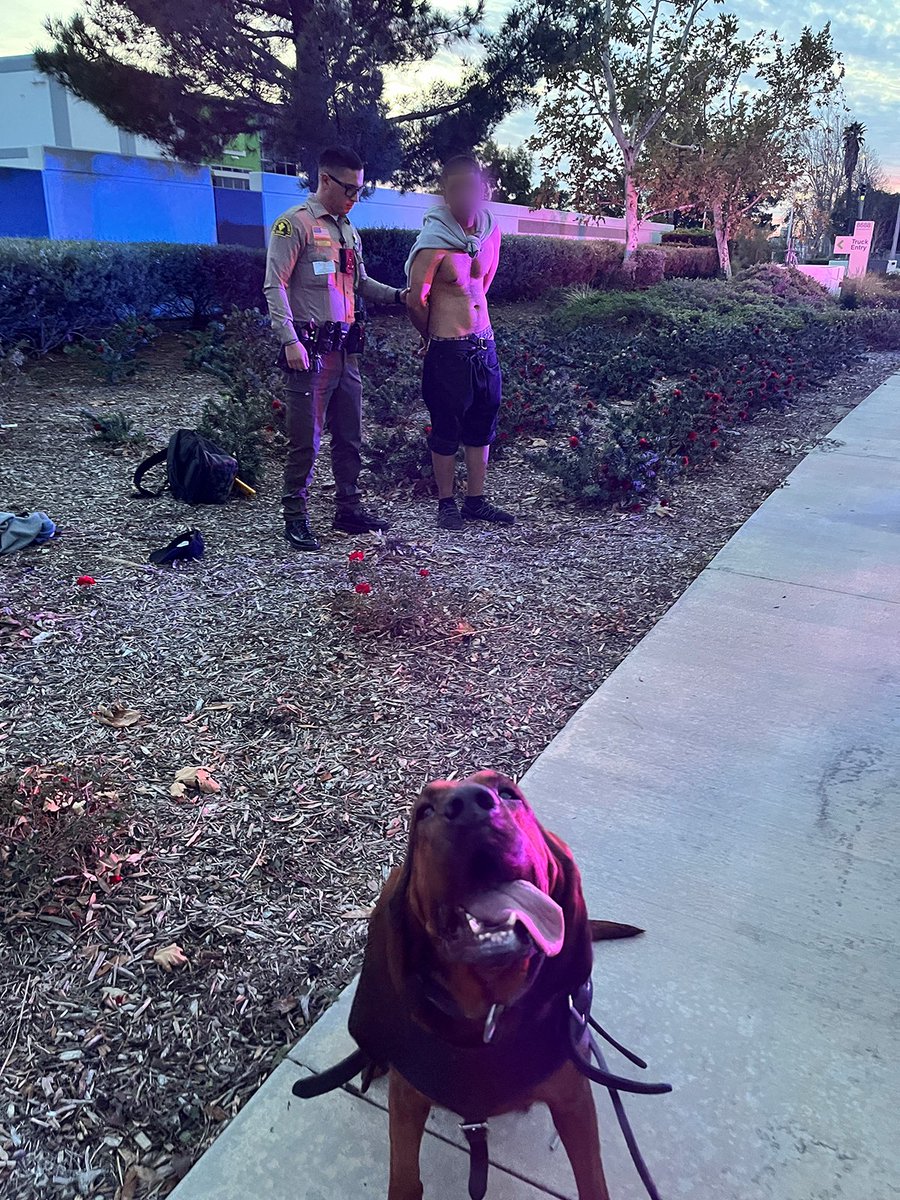 AKC ACE Award Winner K9 Keva Helps Catch Purse Snatcher and Announces AKC TV Feature! San Bernardino County Sheriff’s Deputy Gabe Jasso and K9 Keva responded to help locate a suspect in an attempted robbery of a purse. facebook.com/scentevidencek…