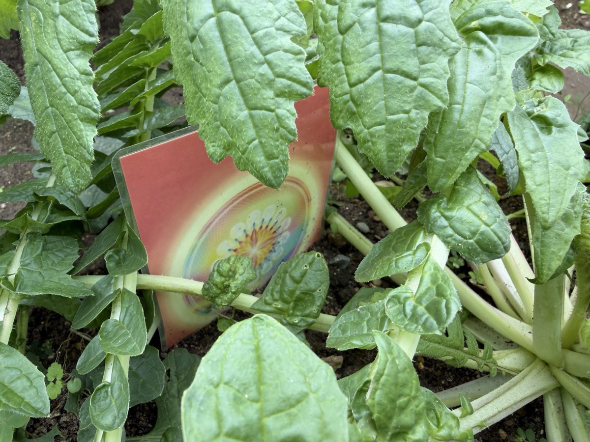 <a href="/hirox246/">ひろゆき</a> 農家です。試しもせずに批判するのも失礼かなと思い実際に神谷氏絶賛のアートテン農法を実践したんですが、案の定虫が沸いて農薬使いましたよ。
太陽波形のカードがコスモパワーを宇宙から得て全てを超越するはずだったのですが残念でした。南無。