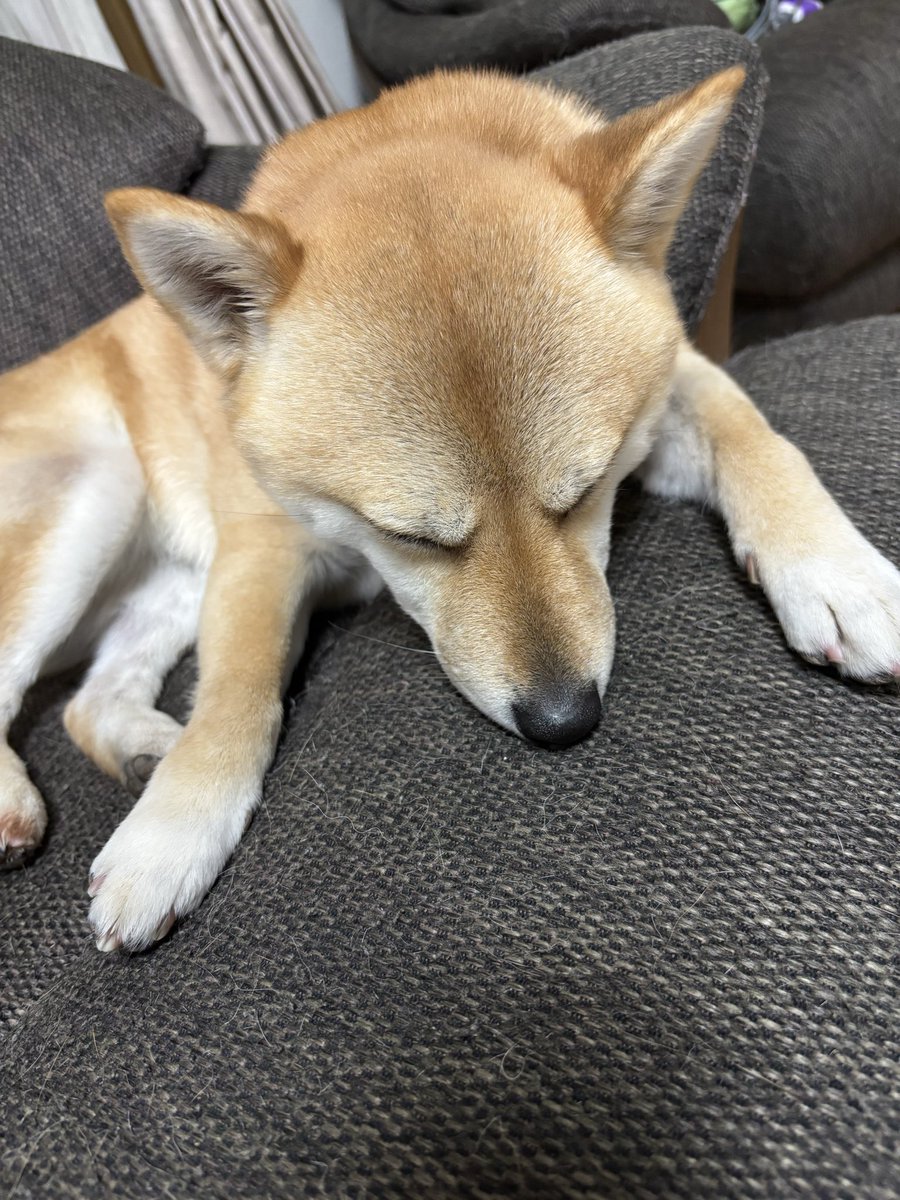 mame48en's tweet photo. 一日お疲れさまでした…
おやすみなさい… 💤

#柴犬
#柴犬がいる暮らし
#犬好きさんと繋がりたい https://t.co/1vIbhugCaZ