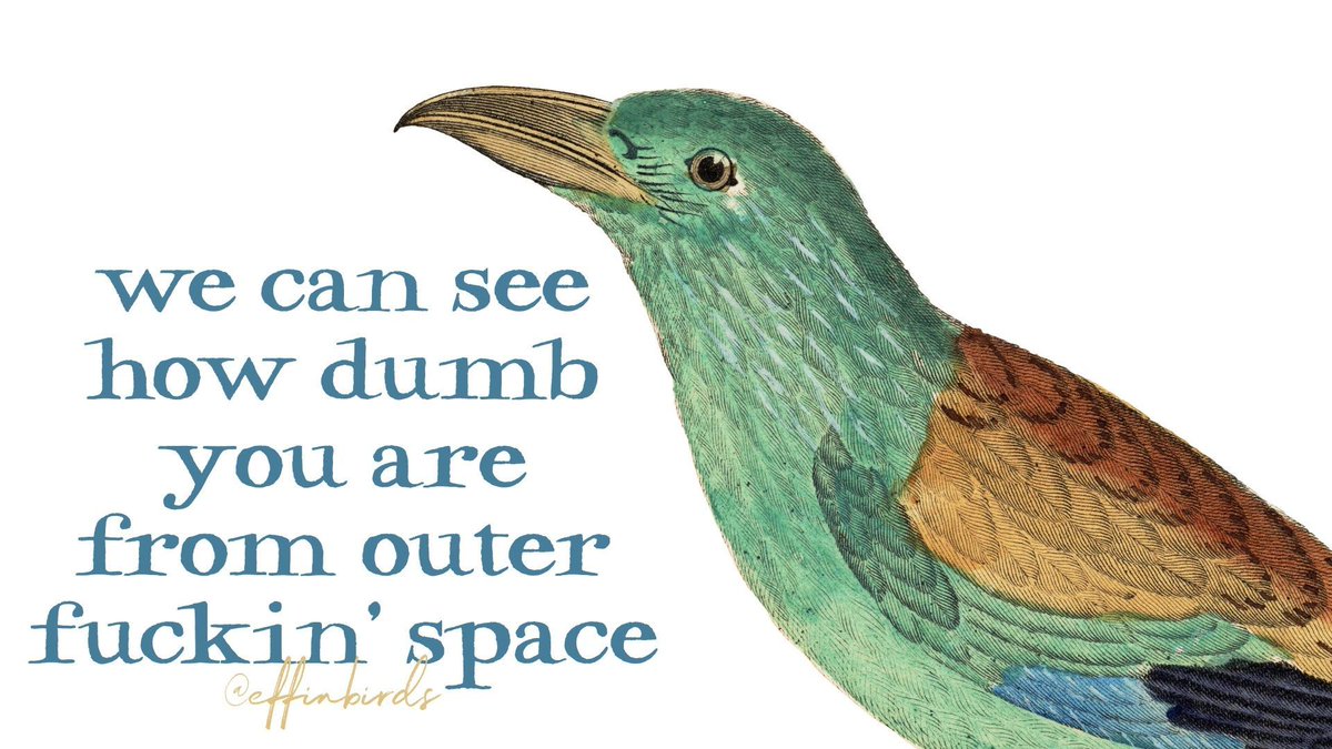 Effin' Birds (@effinbirds) on Twitter photo 