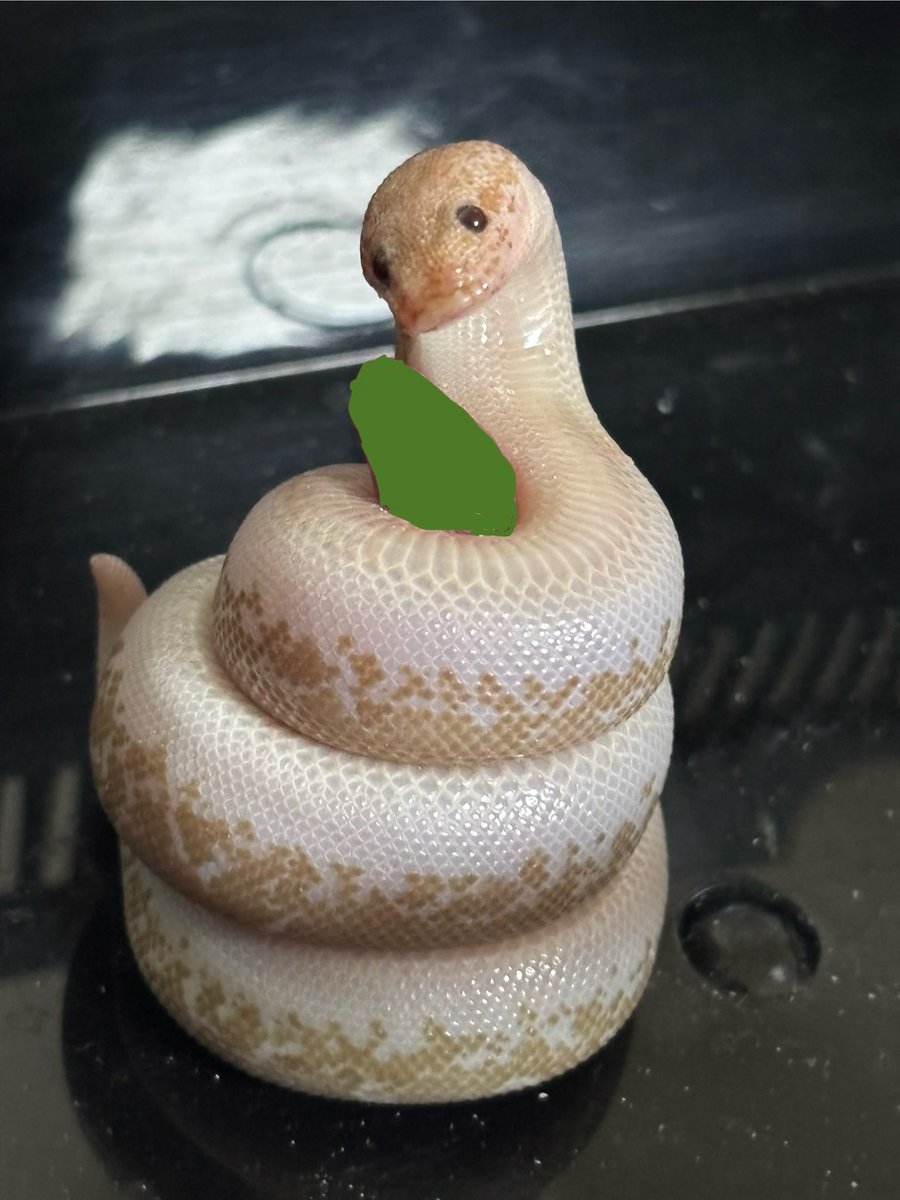 못 삼킬거면 더 작은 거 찾아줄테니까 내놓으라고 했더니 뱀 같은 자세로 안 주고 시위 중