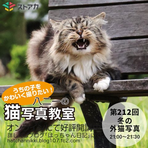 ふらんすねこ様♡ありがとうございます♡ ばん@点猫🐈‍⬛ (@ten_byo) / Posts / X