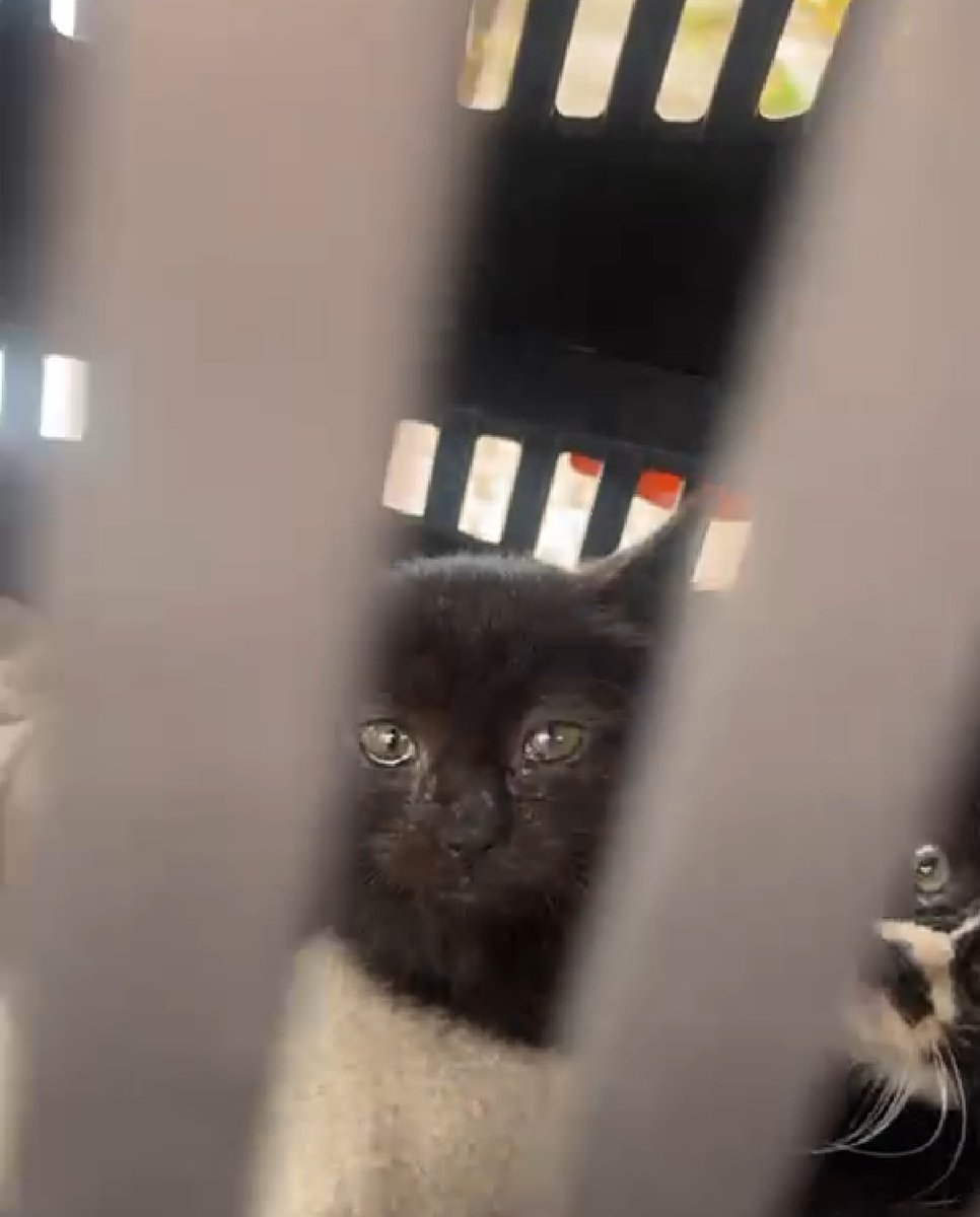 ACİL NAKİL GÖNÜLLÜSÜ
Siyah yavrumuza yuva bulduk yakın zamanda İzmir'den Balıkesir Ayvalık taraflarına gidebilecek birisini arıyoruz ,lütfen paylaşalım yayılması lazım acil