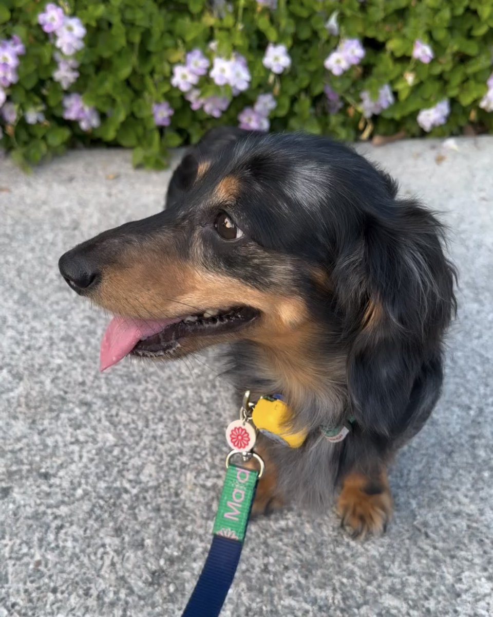 Inspired by Fluffy — 100% agree 🐶🌭♥️

#NINETYTWO 
#srchafreen #Fluffy