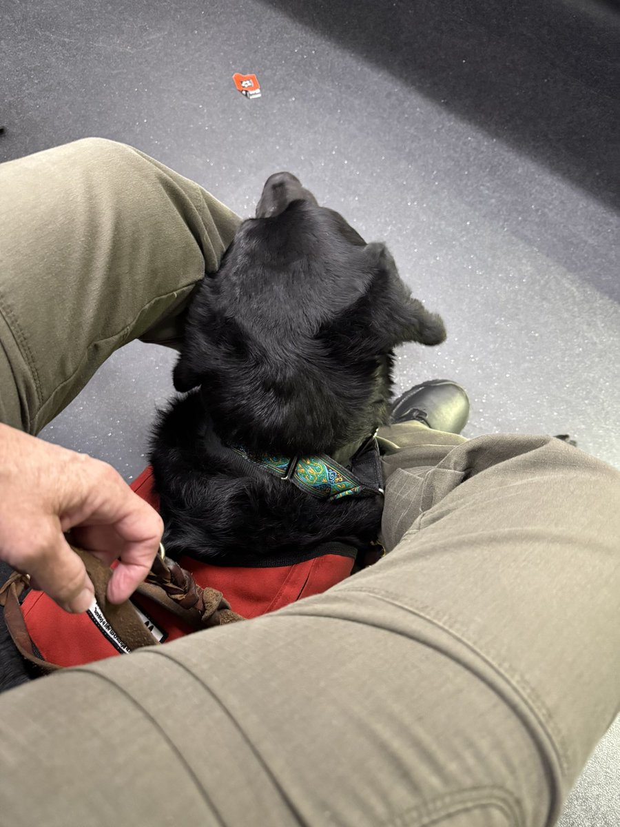 Sampson the Service Dog tweet media