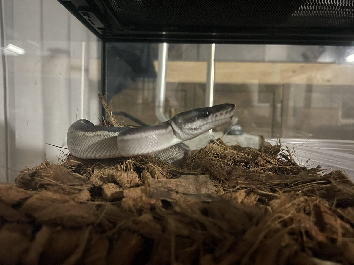 Dxxth Adder tweet media