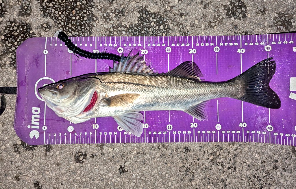 Mi3_official (@Mi3_fishing) / Posts / X