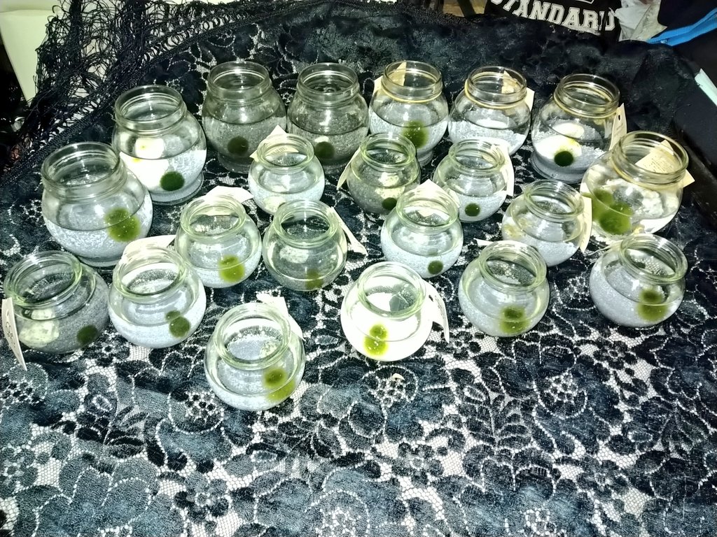 マリモ 大家族増えました。 🟢22（2個入れた瓶1） 大家族となりますが