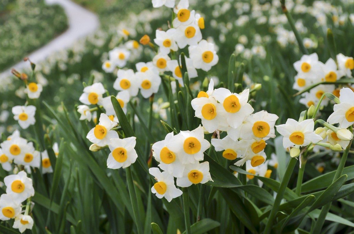 美しい三雲さんにピッタリ🥰💕　
ステキなドレスとってもお似合いです✨

中山さんと三雲さんの温かなトークが
ご出演の皆様の笑顔をたくさん引き出してくださって本当に楽しい番組です❣️

竹島宏さんのご出演をいつも心待ちにしています🌸☺️
＃竹島宏
#BSフジ
＃昭和歌謡パレード