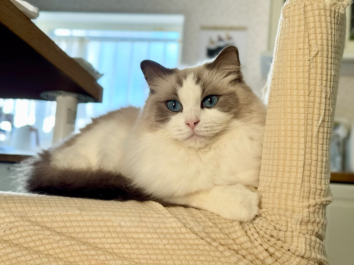 猫乃目ページ ニャ🐱 #1724日目