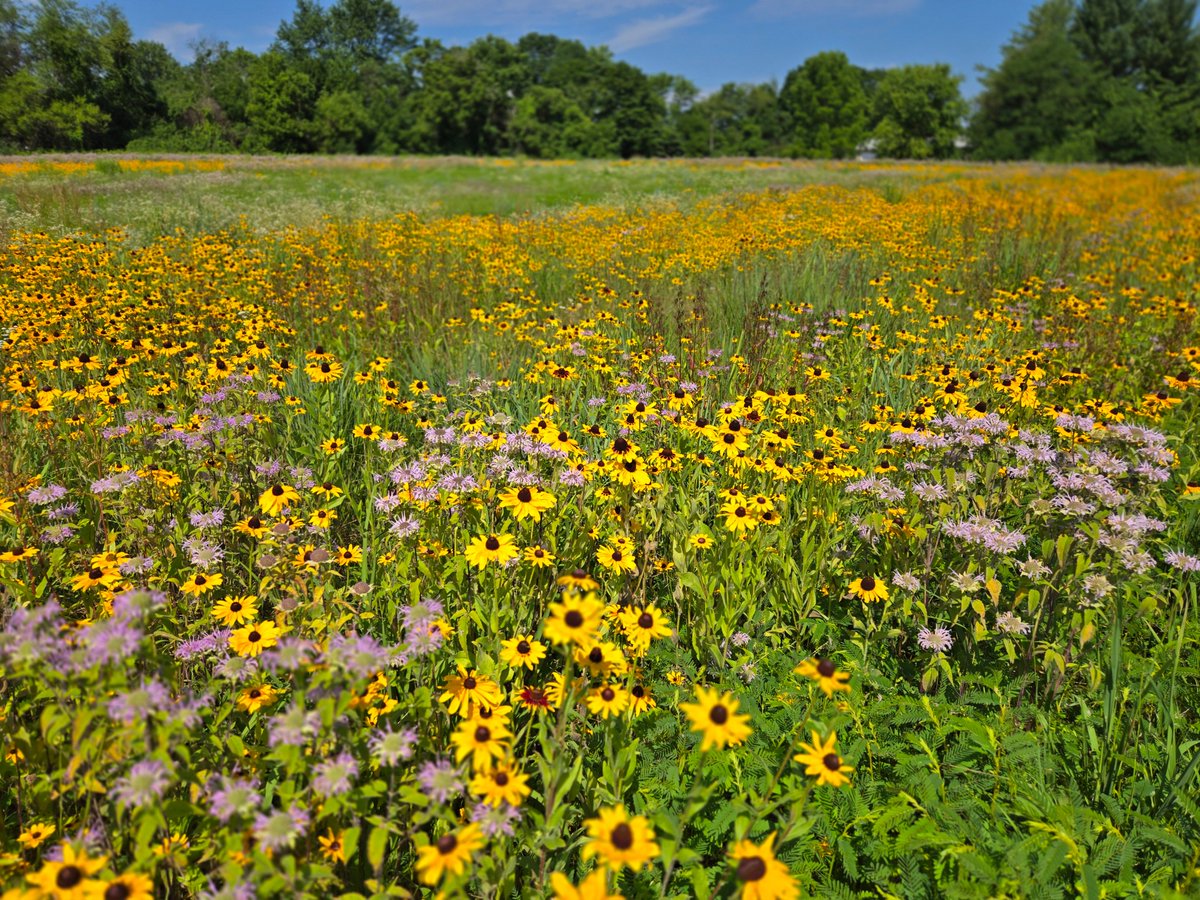 NJAudubon's tweet photo. We are very excited to share the recent news on the passing of the Invasive Species Management Act 

Discover more after the blog link
https://t.co/2P7r7NZ1Mh https://t.co/o6bigrgsz2