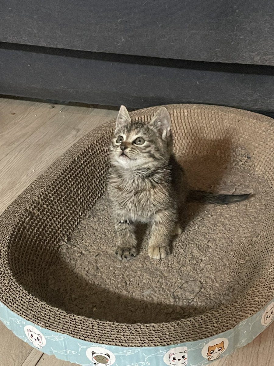 발존니큼
아기발존니커서, 아빠 앙이라고함 
(집에처음온날이에요)