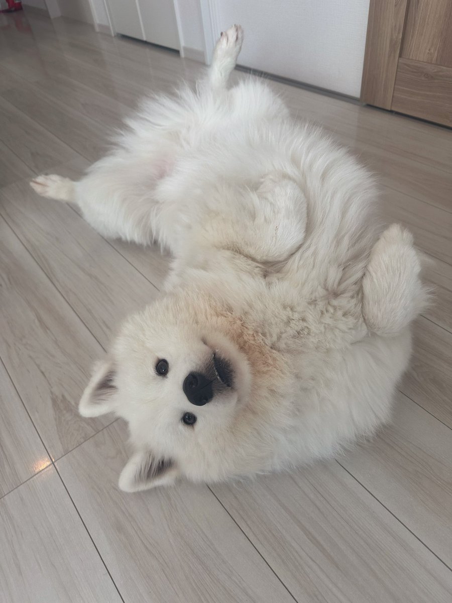 sadaharu__0905's tweet photo. 撫でれ  のポーズ https://t.co/n1A77RJlss