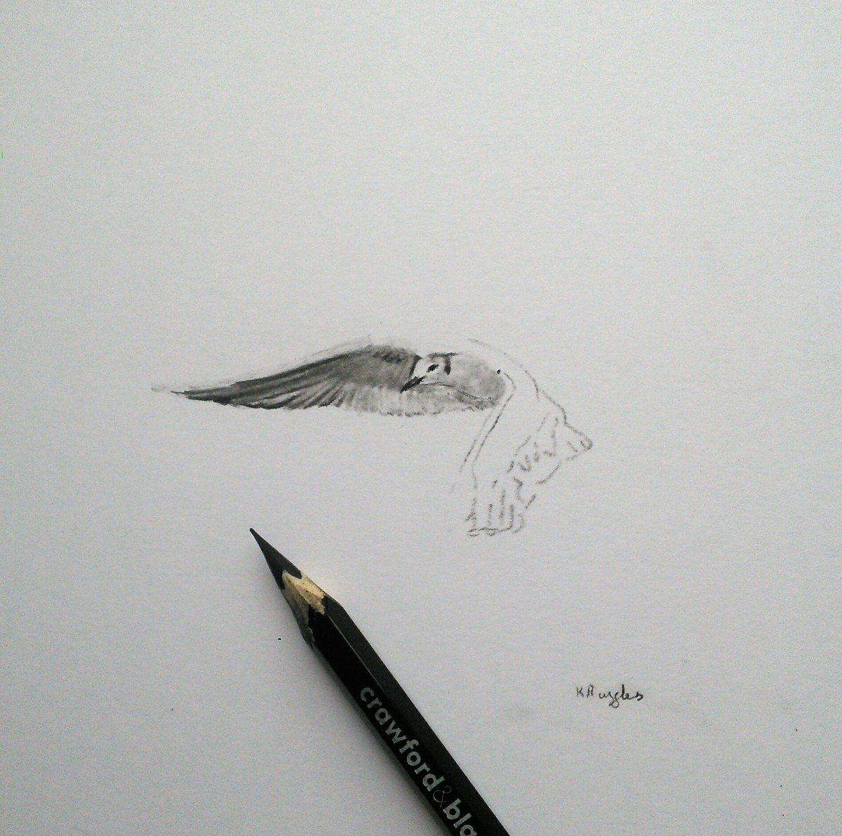 DrawingInDark's tweet image. In this week's episode of 'why am I like this' may I present the first wip in my new series of predominantly white birds on white paper which I am making myself do with only a black pencil lol.
