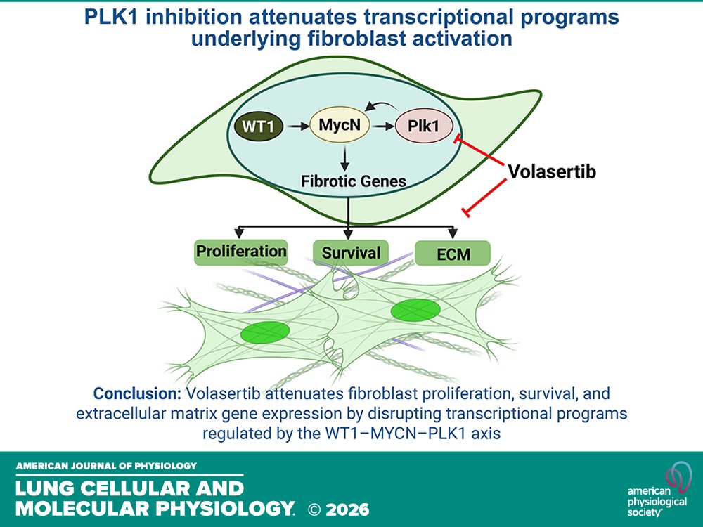 AJP-Lung Cellular and Molecular Physiology tweet media