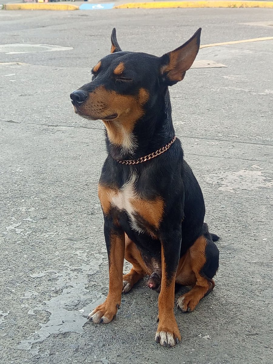 EXTRAVIADO. Ayudemos a difundir por favor 🙏. Está en un resguardo temporal y se encuentra en la Av. Sucre de Catia, Caracas 🆘🆘🆘🆘🆘. Se ve muy bién cuidado y es súper dócil 🥹. Contacto: 04242895835. Caso del 03/02/2026.