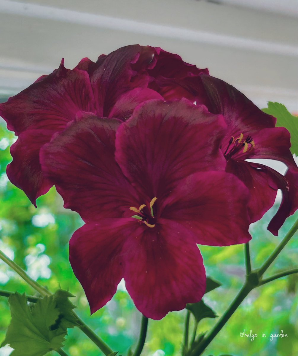 gardeninNorway's tweet image. Pelargonium grandiflorum «Schoko»😍I think it is named «Schoko».😀
#winterseason #nature #NaturePhotography #gardening #gardens #Norway  #FlowersOnX #GardeningX  #NaturePhoto